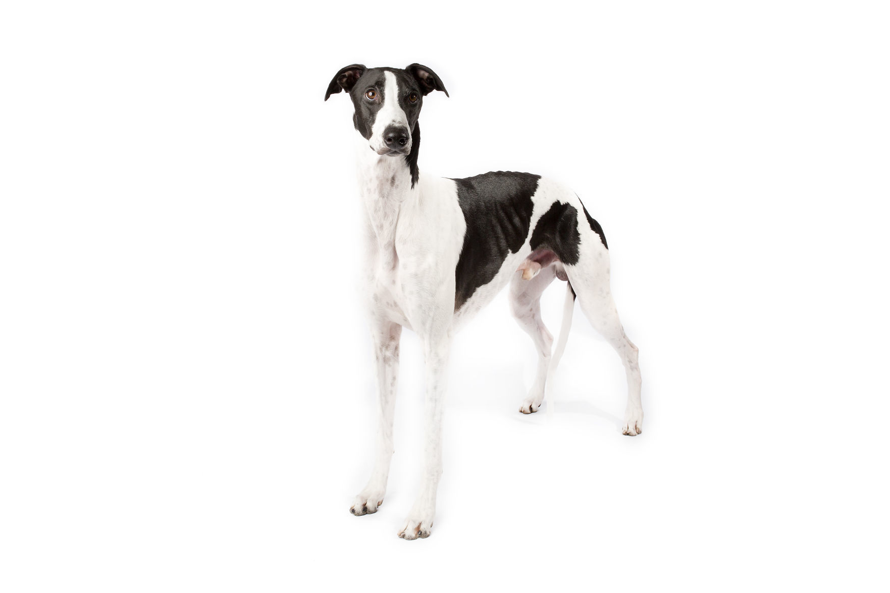 Greyhound